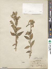 Dianthus barbatus image