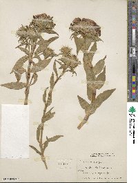 Dianthus barbatus image