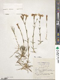 Dianthus gratianopolitanus image