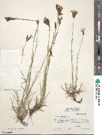 Dianthus carthusianorum image