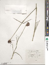 Dianthus carthusianorum image