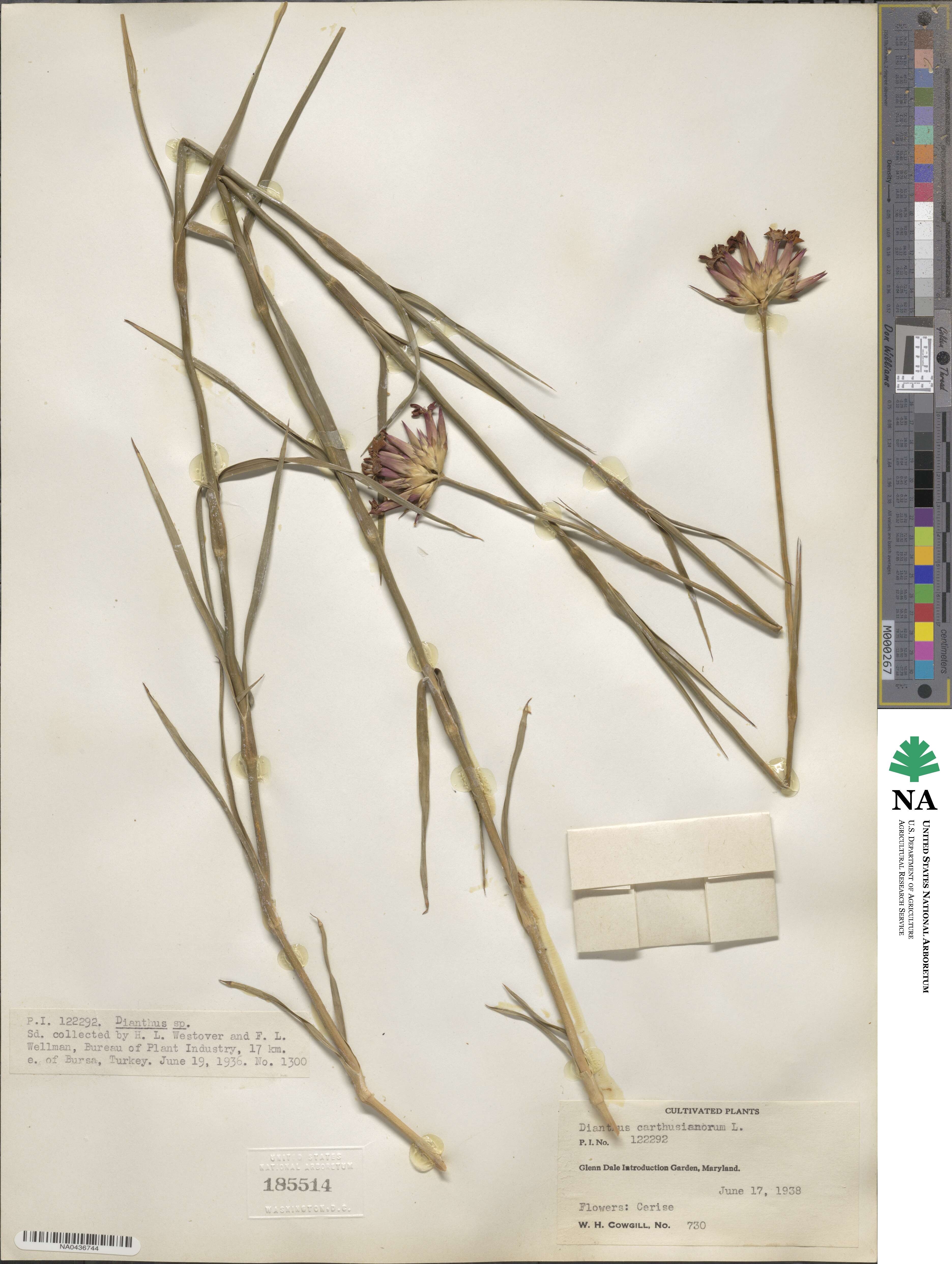 Dianthus carthusianorum image