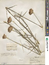 Dianthus carthusianorum image