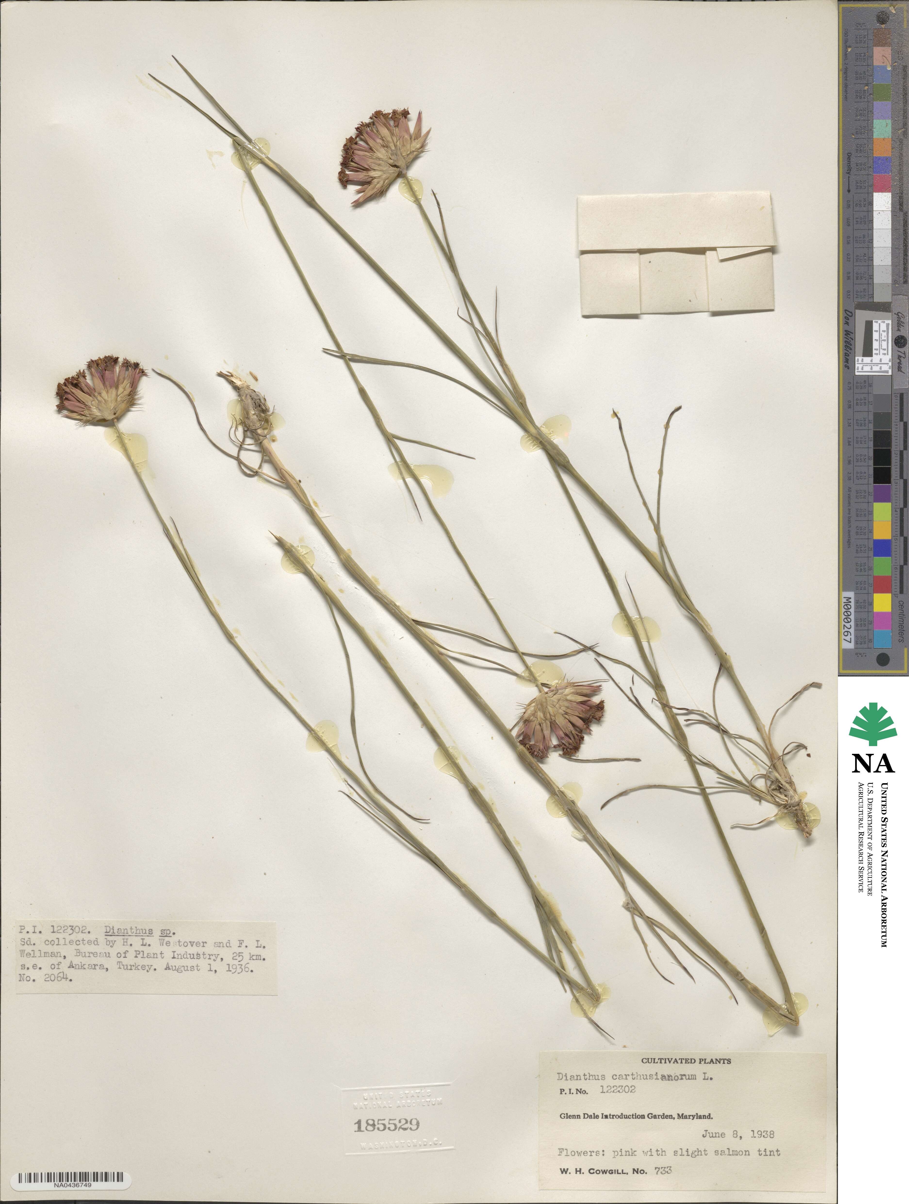 Dianthus carthusianorum image