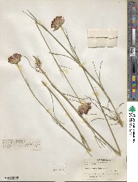 Dianthus carthusianorum image