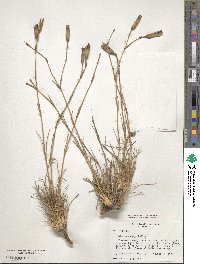 Dianthus caryophyllus image