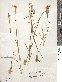 Dianthus caryophyllus image