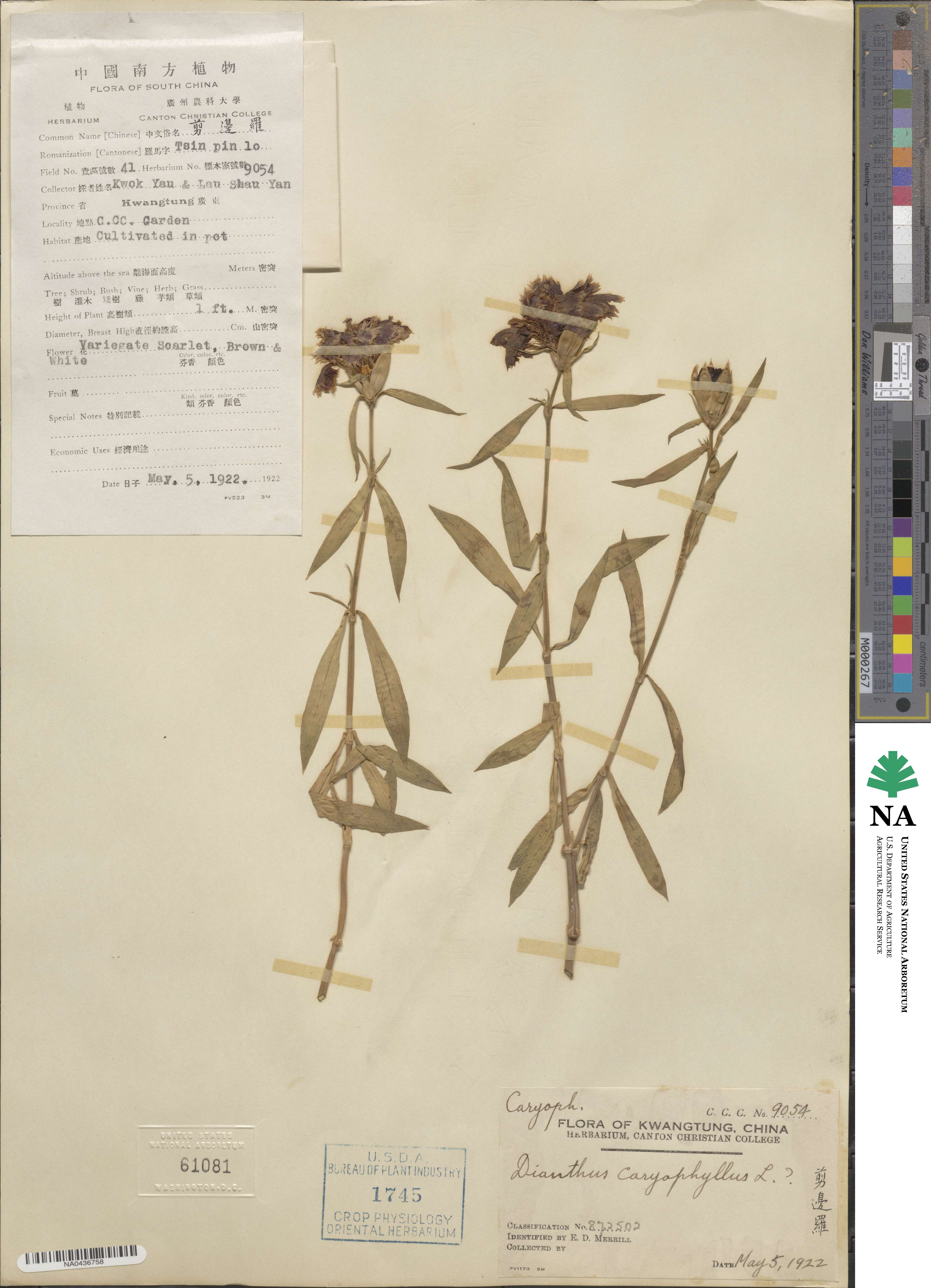 Dianthus caryophyllus image