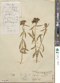 Dianthus caryophyllus image