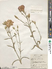 Dianthus caryophyllus image