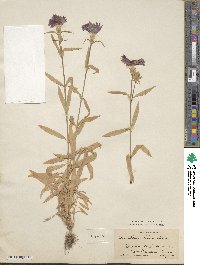 Dianthus chinensis image