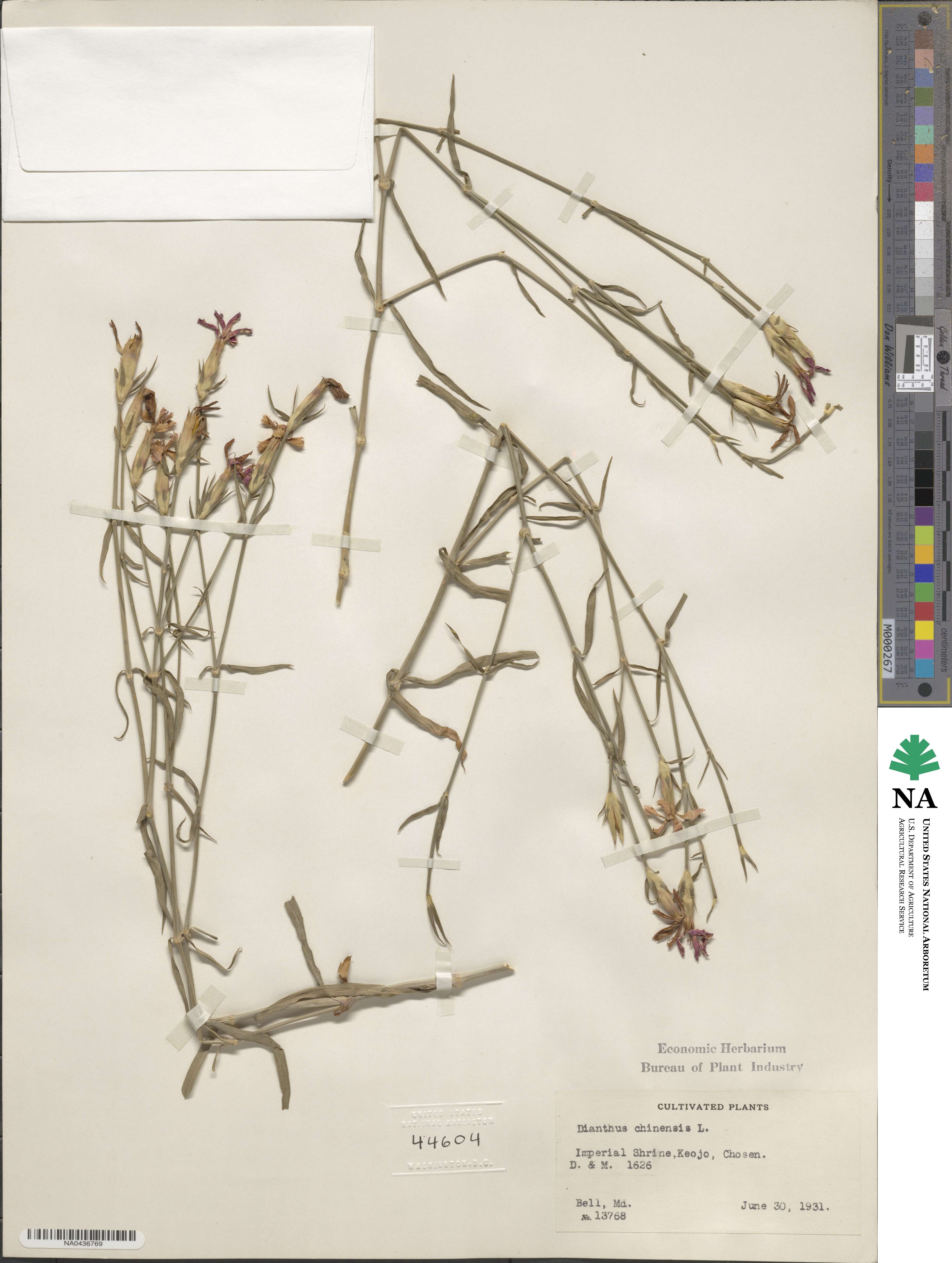 Dianthus chinensis image