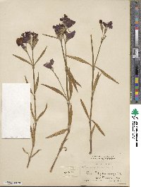 Dianthus chinensis image