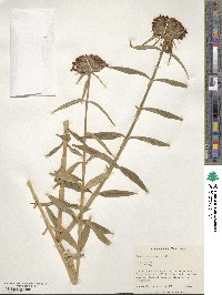 Dianthus barbatus image