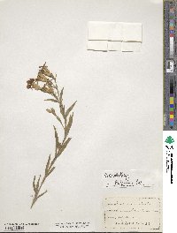 Dianthus cruentus image