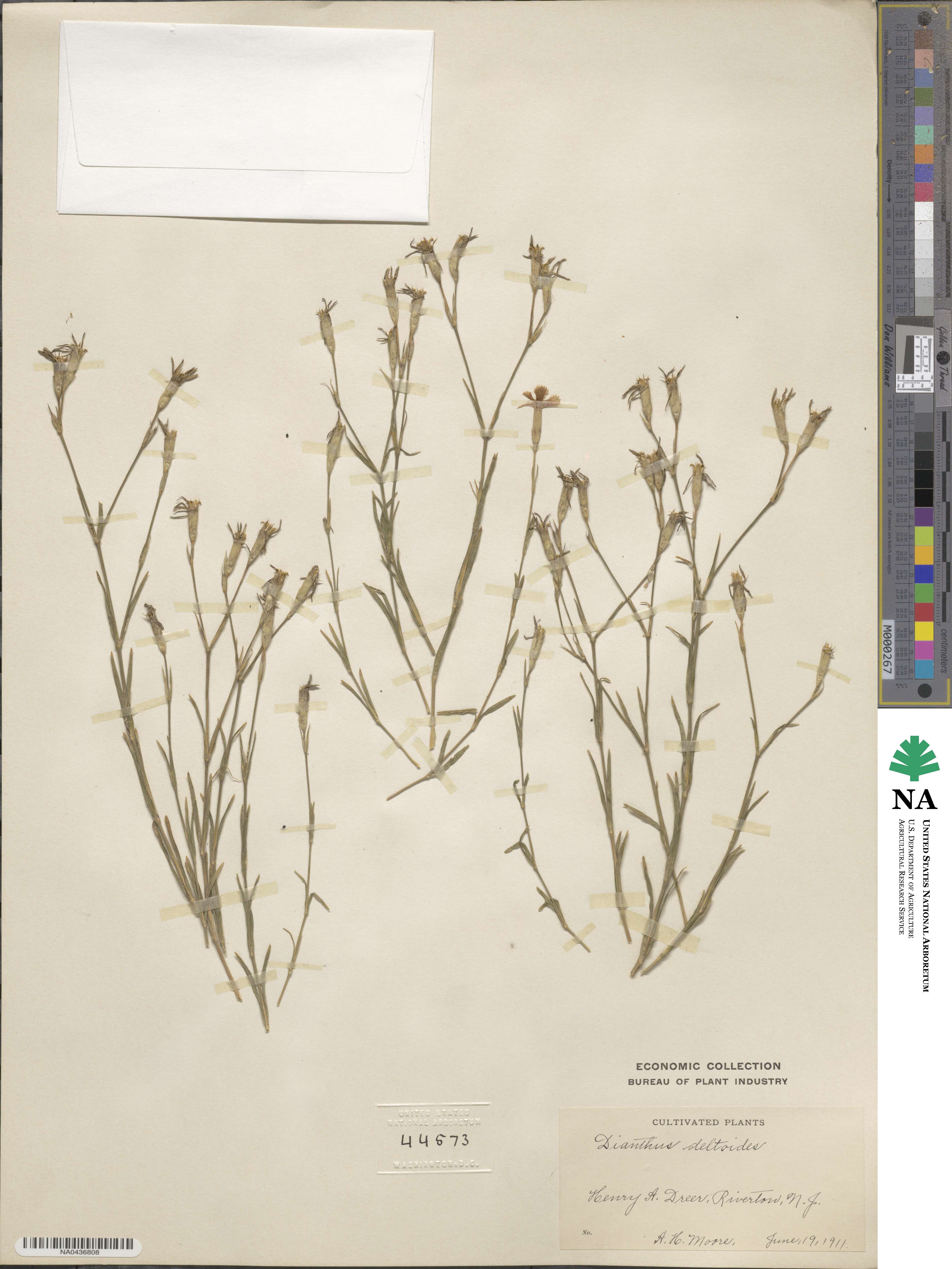 Dianthus deltoides image