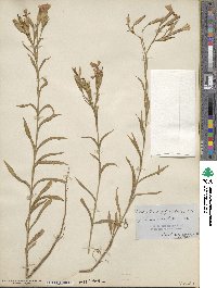 Image of Dianthus giganteus