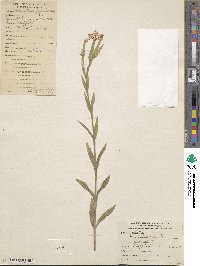 Dianthus japonicus image