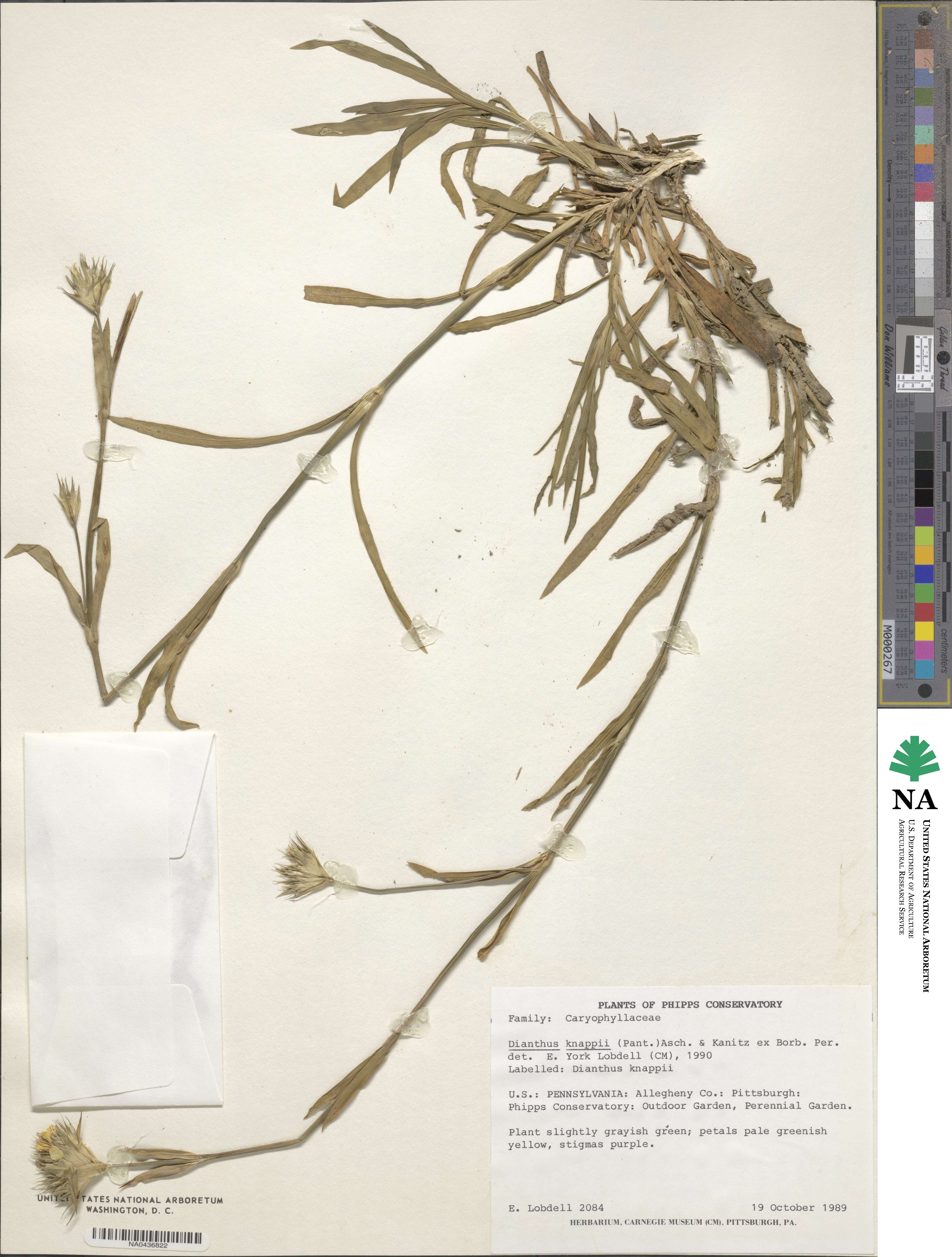 Dianthus balbisii subsp. knappii image