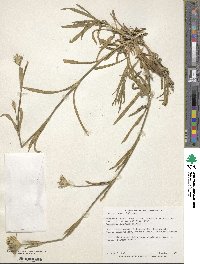 Dianthus balbisii subsp. knappii image