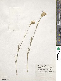 Dianthus balbisii subsp. knappii image