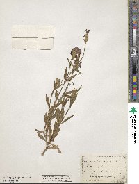 Dianthus barbatus subsp. barbatus image