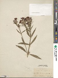 Dianthus barbatus image