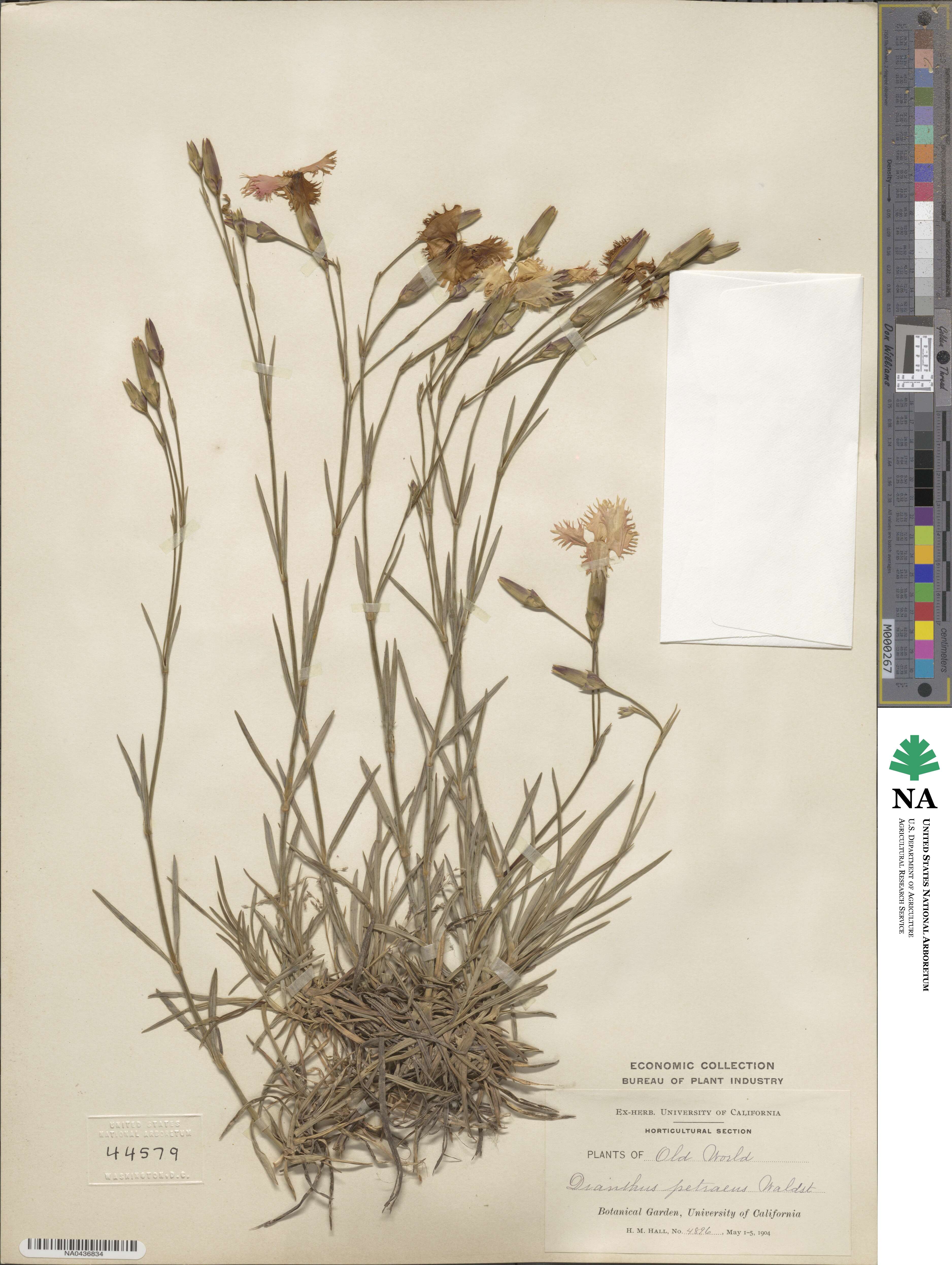 Dianthus petraeus image