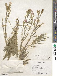 Dianthus plumarius image