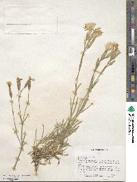 Dianthus plumarius image