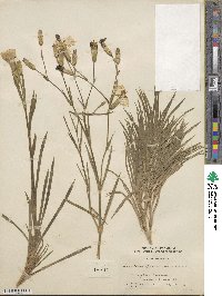 Dianthus plumarius image