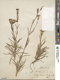 Dianthus plumarius image