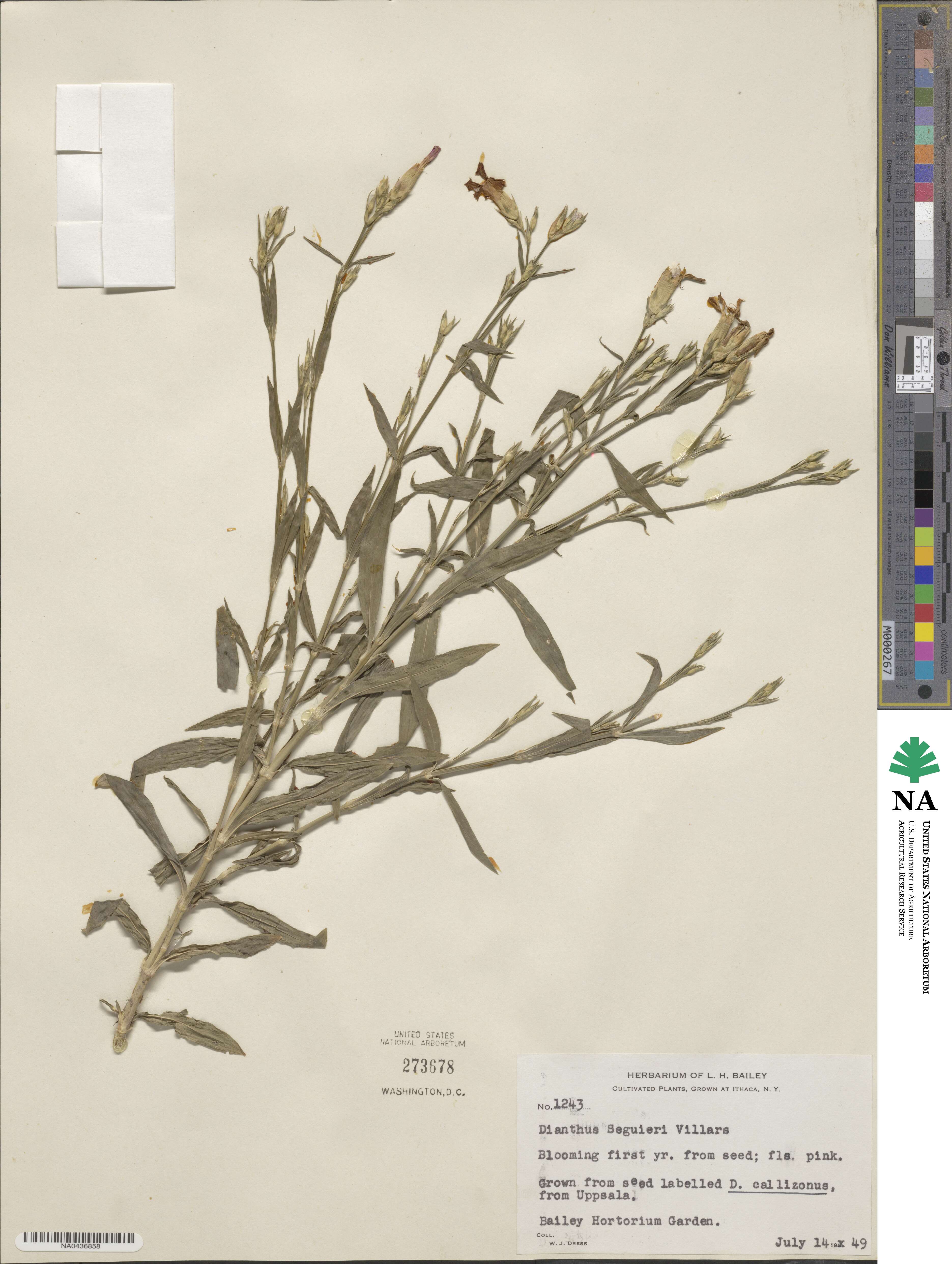 Dianthus seguieri image