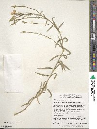 Dianthus chinensis image