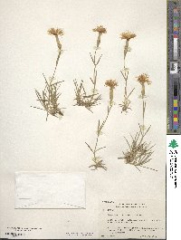 Dianthus spiculifolius image