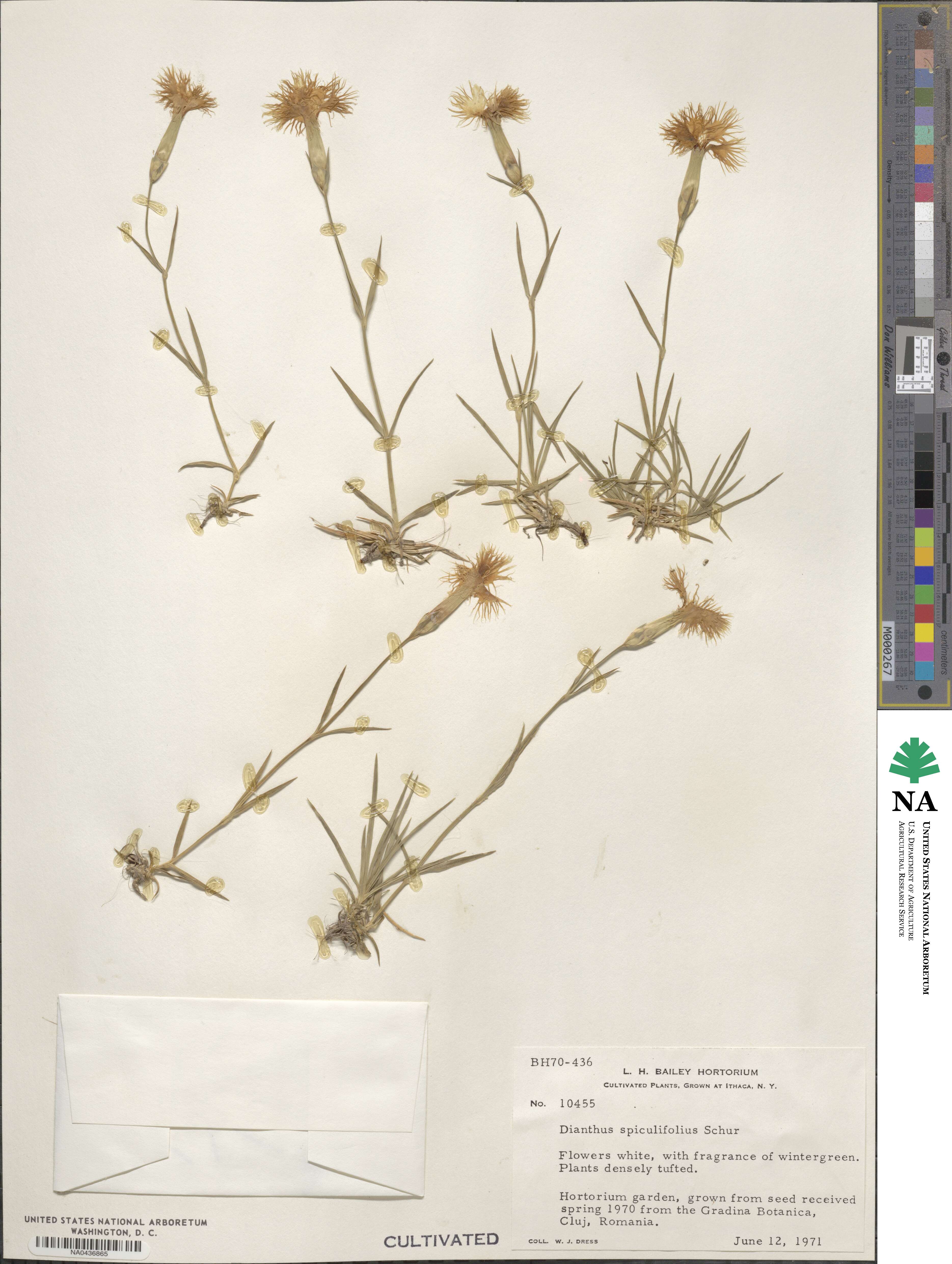 Dianthus spiculifolius image