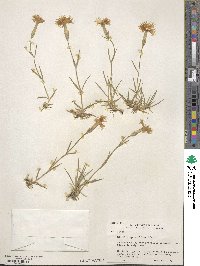 Dianthus spiculifolius image