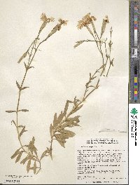 Dianthus superbus image