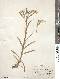 Dianthus superbus image