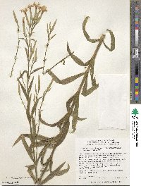 Dianthus longicalyx image