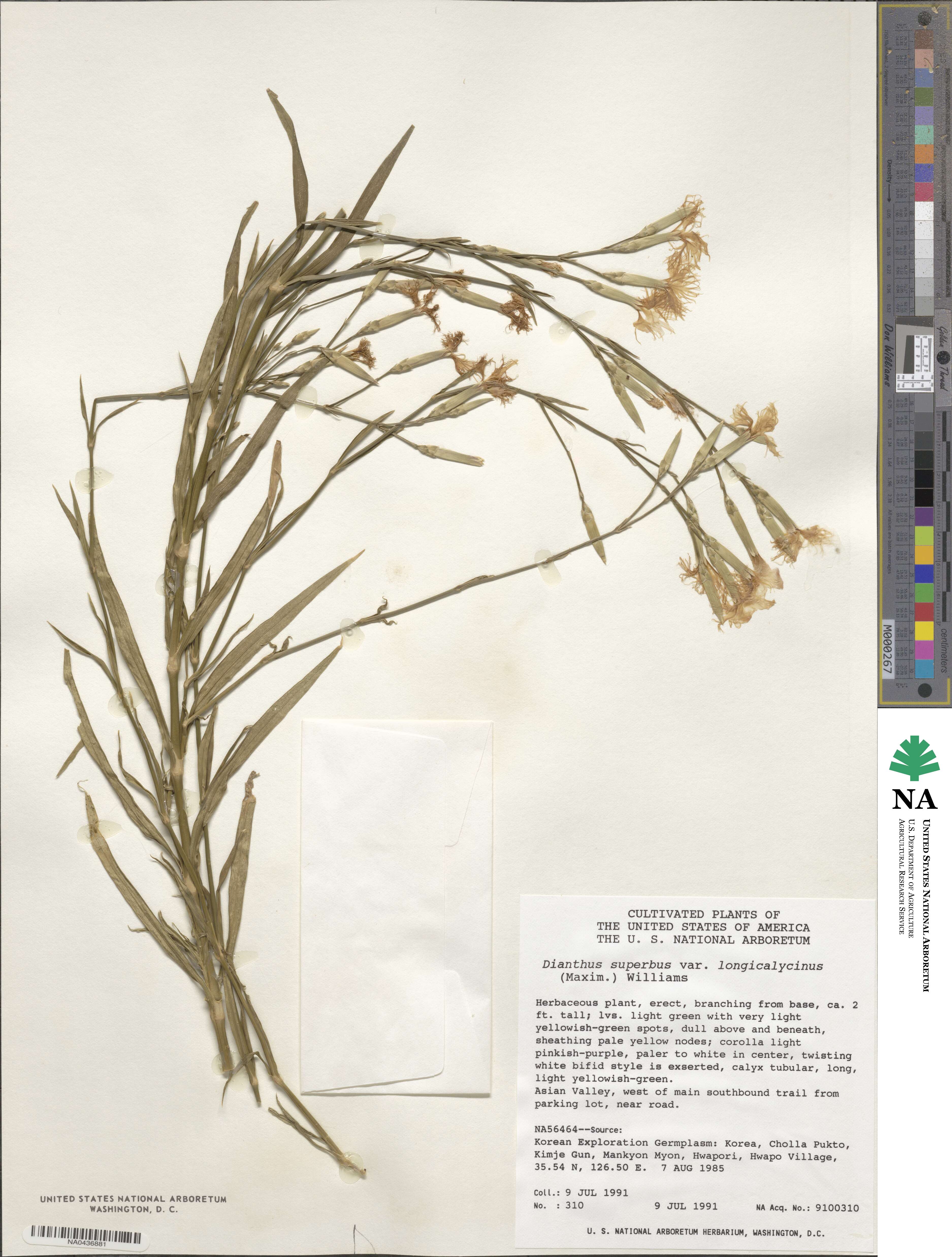 Dianthus longicalyx image