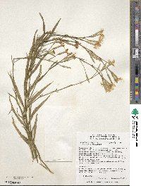 Dianthus longicalyx image