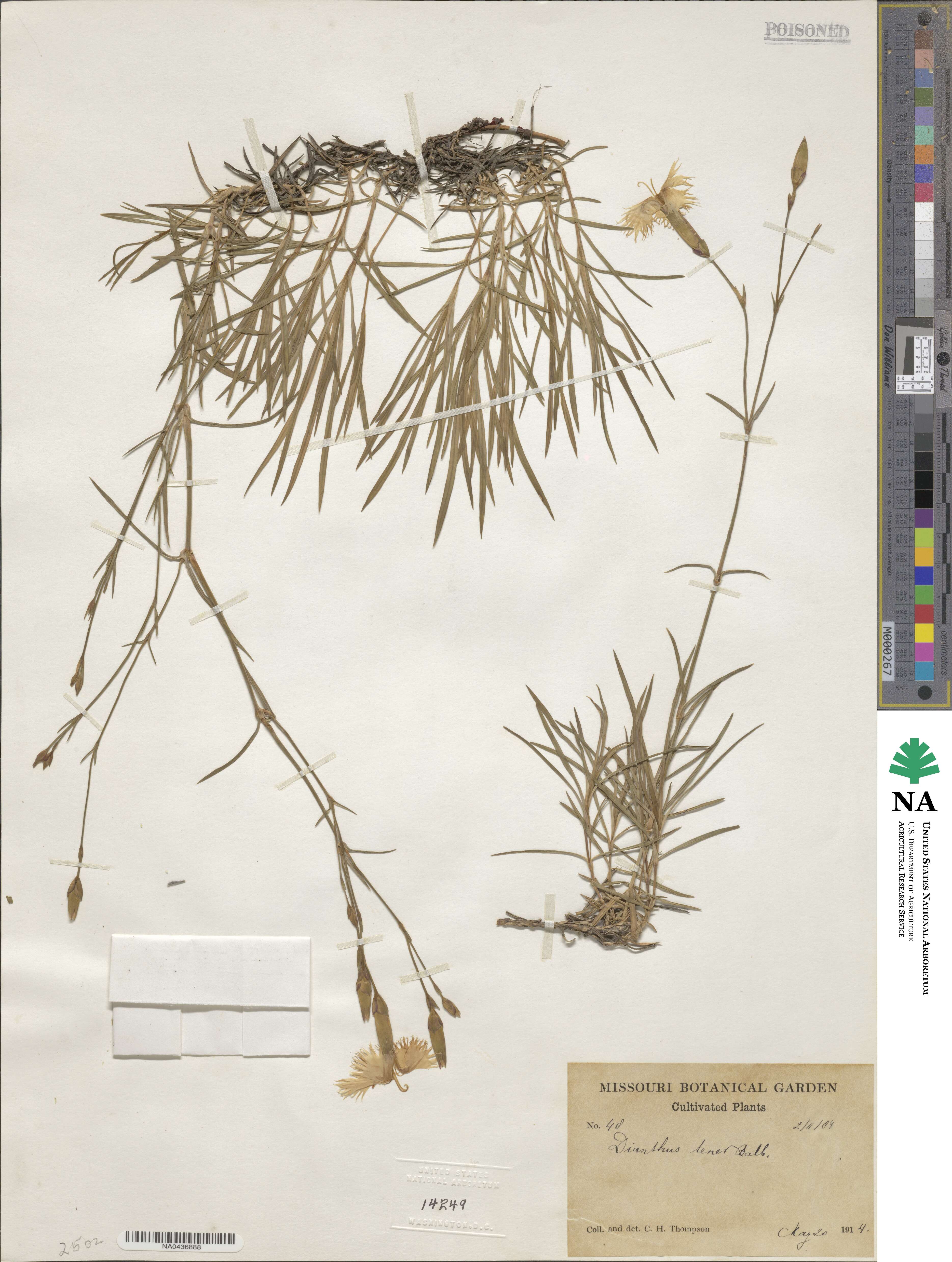 Dianthus furcatus subsp. lereschii image