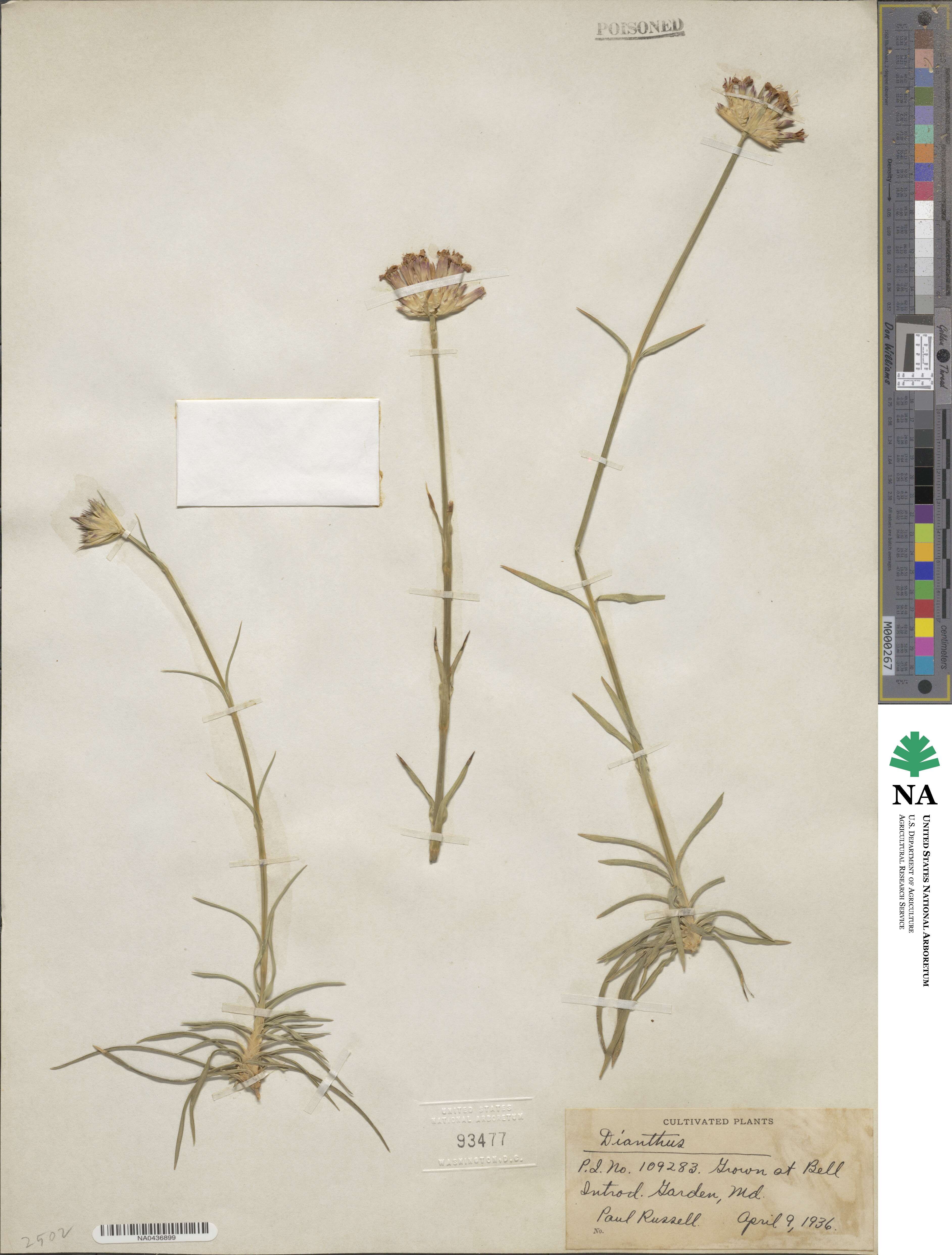 Dianthus image