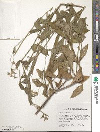 Saponaria officinalis image