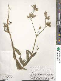 Saponaria officinalis image