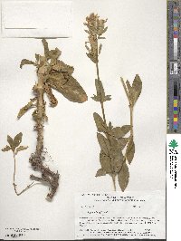 Saponaria officinalis image