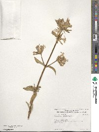 Saponaria officinalis image