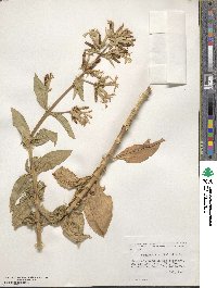 Saponaria officinalis image