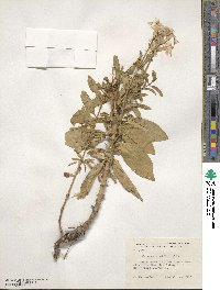 Saponaria officinalis image